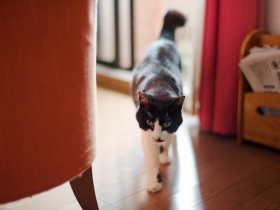 猫「ぽんた」に療法食を嫌がられ落ち込む　でもあきらめはしない（42）