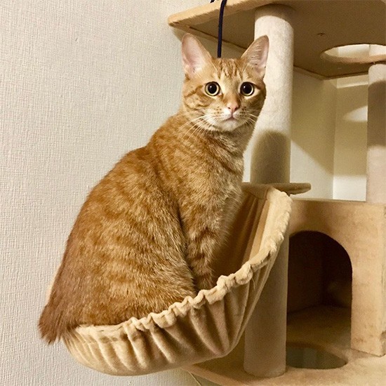 カメラが苦手だが、カメラ目線でがんばる