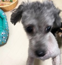 ソワソワしすぎるひまわりは、写真を撮るのも大変です