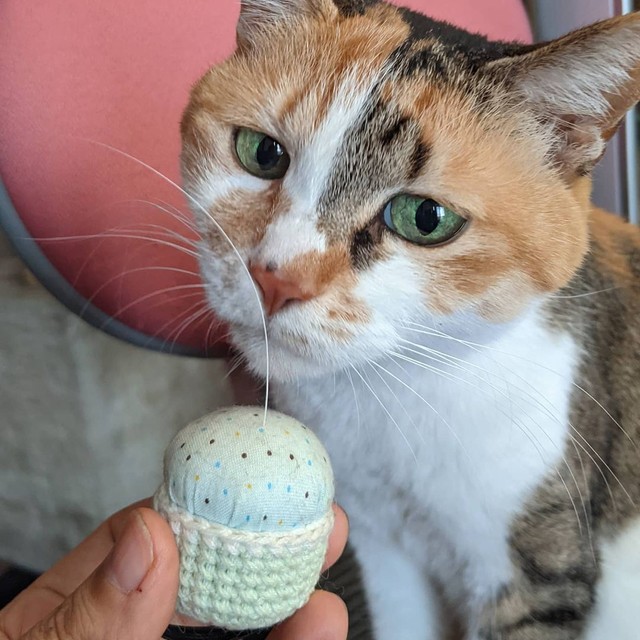 三毛猫の抜けたひげは金運を上げる？