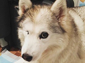 みんなと仲良くできるよ　ミックス犬の「のえる」