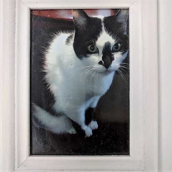 かつて増田さんと暮らしていたクロ　（増田さん提供）