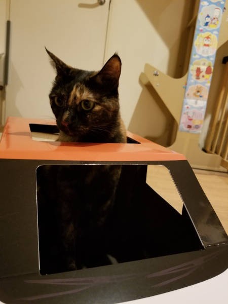 車から見る景色もいいものですね