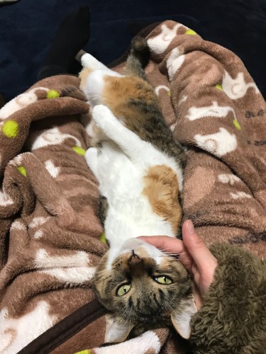 千鶴さんの足の間で、甘えてくつろぐ様子