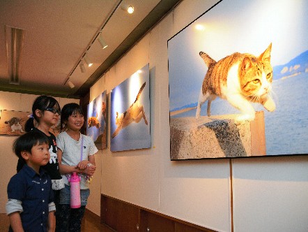 ジャンプの瞬間を切り取った「飛び猫写真展」、福島で開催中