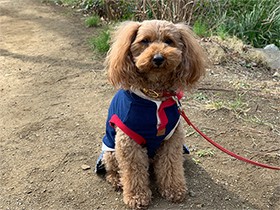 いつもの散歩道、楽しいね　温和なトイプー「プリン」