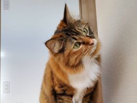 プルルルルッと鳴くミックス猫「しぃな」　スマホの光が気になってるにゃ～