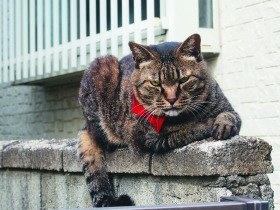 情にも厚い最強のボス猫　マグロで大きくなったシマちゃん