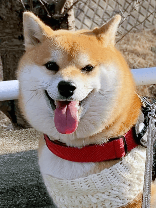 ママの手編みの服を着て散歩を楽しむココちゃん（画像提供：柴犬のココとヨッシーのDIYさん）