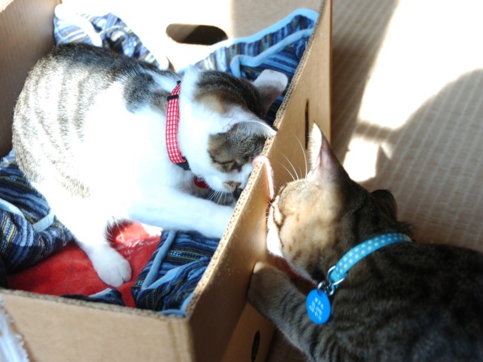 とらと仲良く遊ぶ