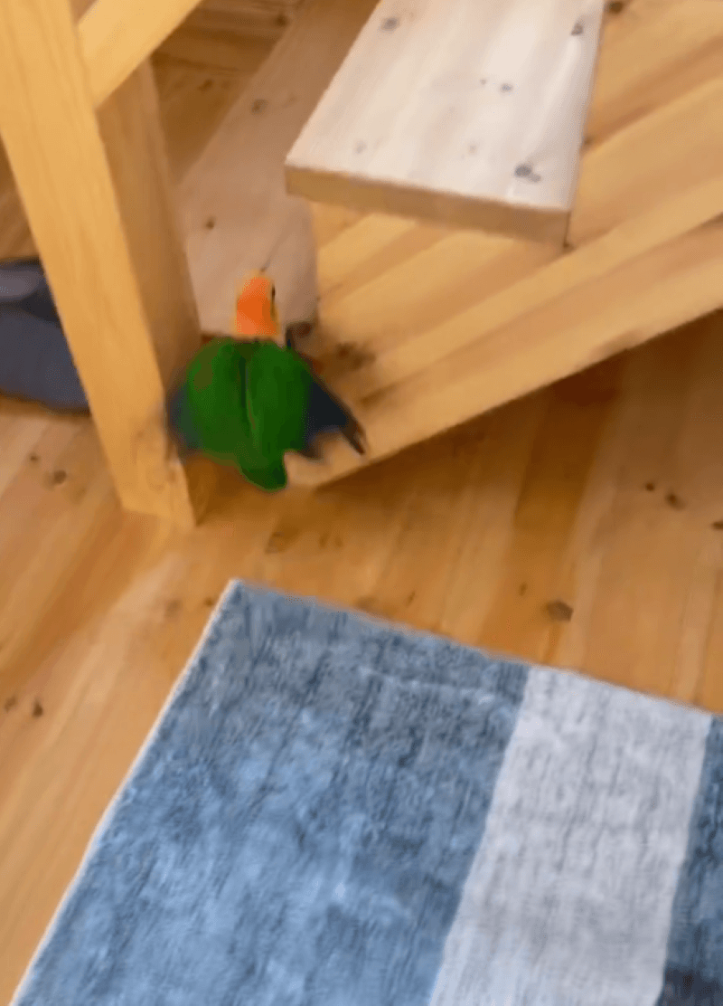 床から1段目までだけ飛翔！