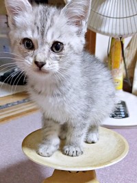 子猫時代、まだ小さかったまいたけさん（画像提供：亜麻音 あかねさん）