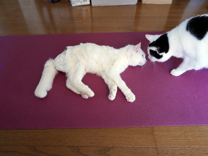 心配して覗きこむ、まる「シロちゃん元気でてきた？」
扶桑社/(C)太田康介
