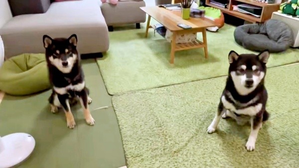 おすわりをして飼い主さんを見つめる（左から）伊織くん、信濃くん（画像提供：まさかずさん）