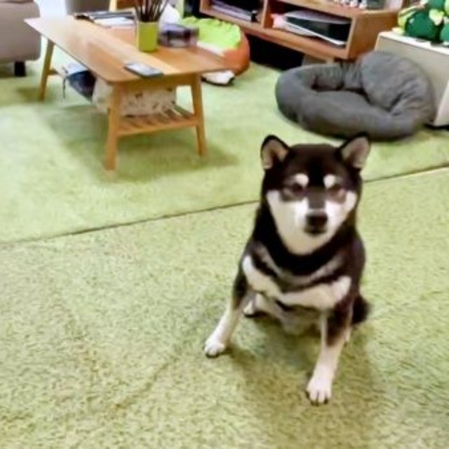 おすわりをして飼い主さんを見つめる（左から）伊織くん、信濃くん（画像提供：まさかずさん）