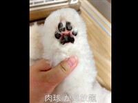 肉球が美しすぎるアポちゃん（画像提供：Apo こげ耳ビションさん）