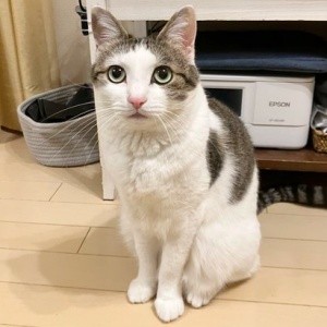 すくすくと成長し美ニャンになったリボンちゃん（画像提供：ココ･リボンさん）