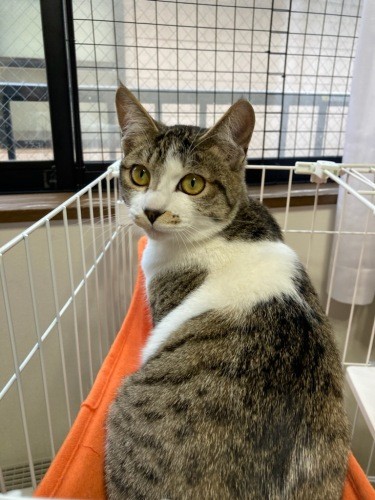 じゃーん。すくすく美人に育って今は３キロ。模様はキジ白だけど、背中の模様がユニーク（吉留さん提供）