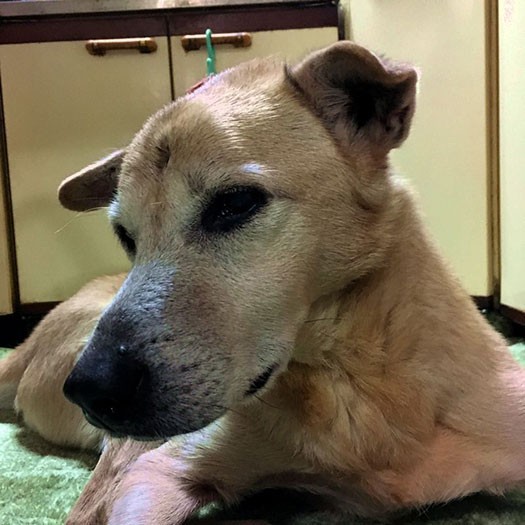 額にできた腫瘍を取るなど、いろいろ故障も