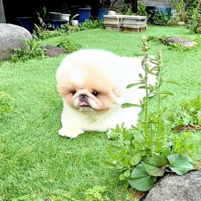 自宅警備に励む勝造くん（画像提供：さくちゃん）