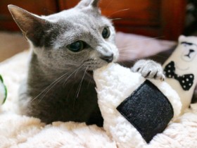 おにぎりカジカジしてるの　ロシアンブルーの「シェンラン」　