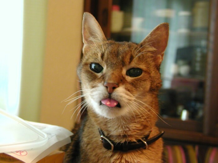 ちょいちょい、舌をしまいわすれる癖があったアーサー。ハンサム顔が一気に間抜けっぽくなるのが大好きでした