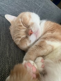 天使以外の何者でもない＝マンチカンのタケさん（@Taketter0924）提供