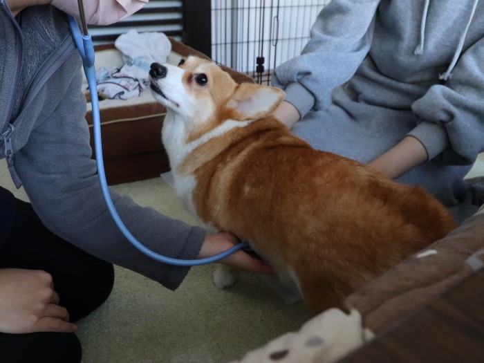 ぶりに話しかけながら診察（Yさん提供）