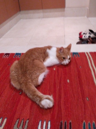 玄関でＳさんの帰りを待つ桃太郎