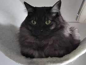 優しい目で見つめる猫「ハリー」、いつかは抱っこさせてね　