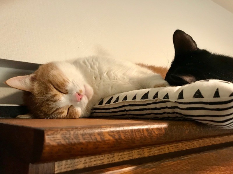 爆睡している顔をみるとホッとする