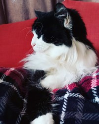 老猫の風格さえ漂わせる