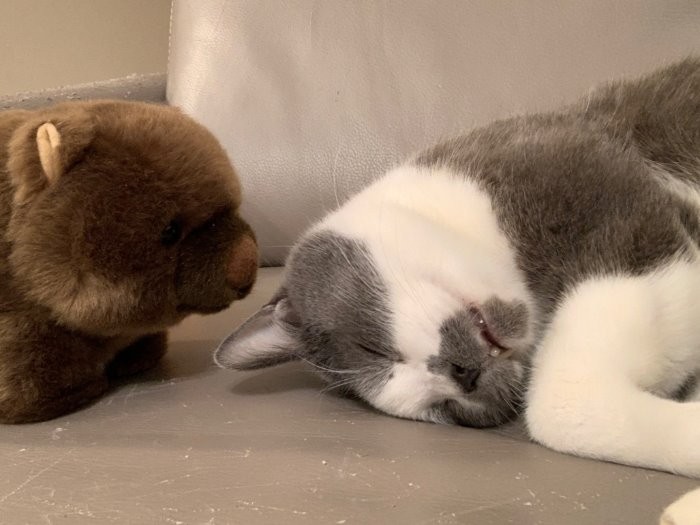 ぬいぐるみの横で眠るくまお
