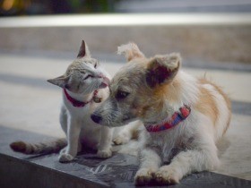 犬や猫を劣悪な環境で飼育し虐待した疑い　ＮＰＯ代表を書類送検