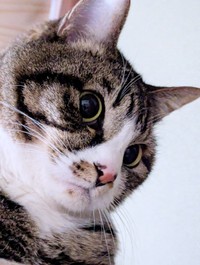 9歳を迎えたひゅうちゃん。横顔も愛らしい（画像提供：ふみさん）