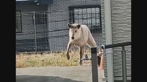 仙台・青葉区の住宅街　ニホンカモシカの目撃相次ぐ