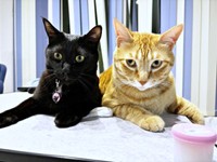 茶トラの兄猫・おぬくんのことが大好きなどんちゃん（画像提供：おぬどんさん）