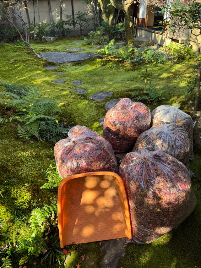 お掃除完了！5袋もの大きなビニール袋が落ち葉でいっぱいに（画像提供：高台寺岡林院さん）