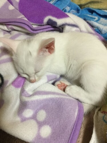 上本家に来た当時、疲れたのかぐっすり眠っている