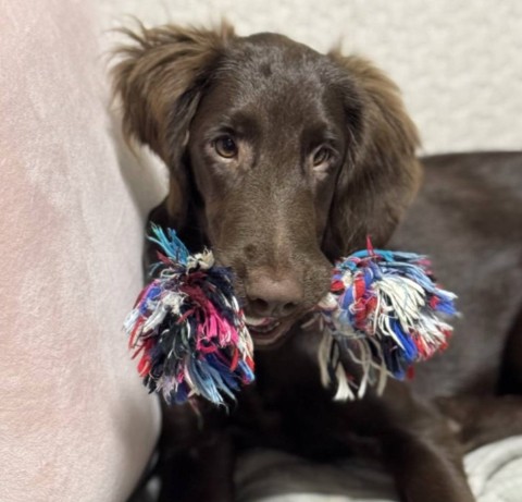 今ではオモチャと格闘するのが大好きになった葉奈