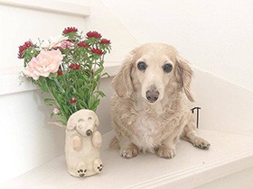 ママ、いつもありがとう！　ミニチュアダックス「くりちゃん」