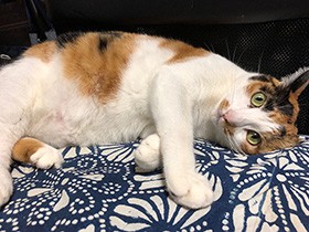 食欲旺盛な三毛猫「三毛」　猫用おやつをいつもおねだり