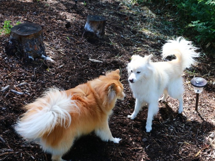 今では大吉より重たく丸い