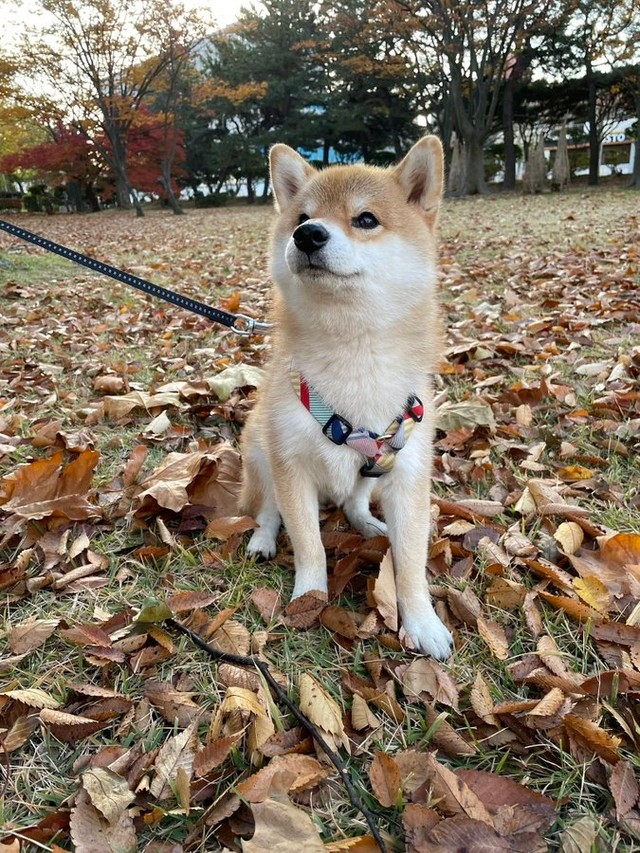 「熊さんは森の中から出てこない方が安全ですよ」（画像提供：mayaさん）