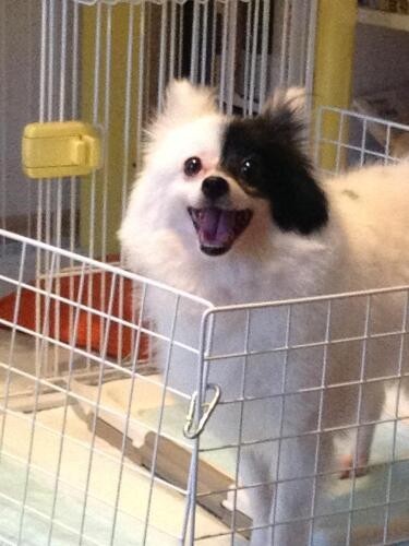 家にきたころの「ビアンカ」