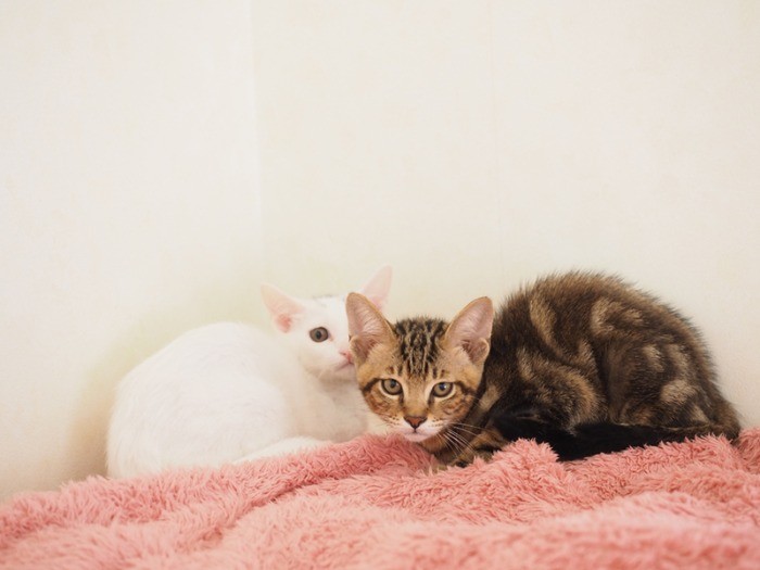 もっと子猫時代は志乃の盾になる勝四郎だった。（＠nekoplus5656さん提供）