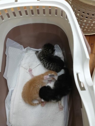 センターから引き出した猫