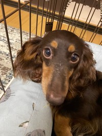 5歳、おうちに来たばかりのころのびびちゃん（画像提供：びびさん）