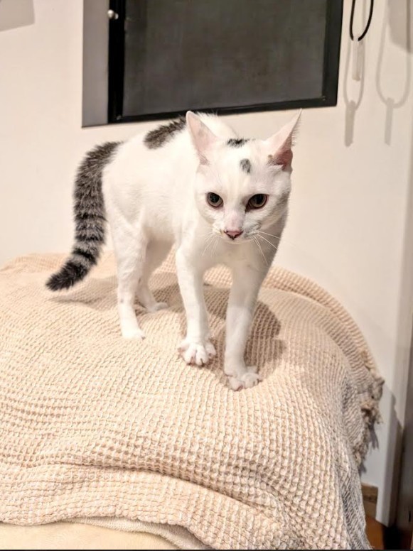 かわいい、やんのかステップ。場所見知りも人見知りもせず、車に乗るのが大好きだった