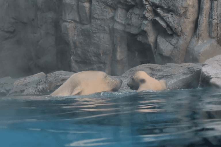 落ちた？泳いだ⁇＝男鹿水族館GAO提供